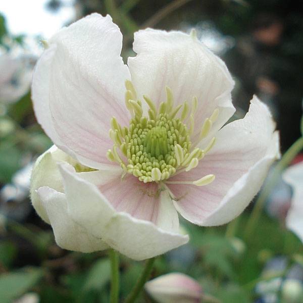 Clématite - Clematis montana Giant Star Pot de 3L/4L