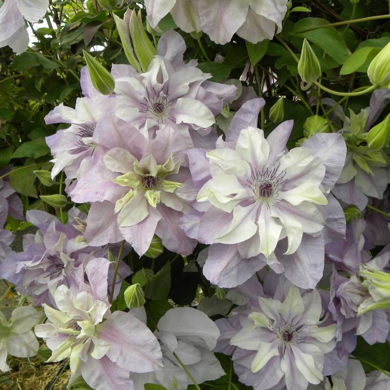 Clématite Reflections™ 'Evipo035' à fleurs Blanche - feuillage Caduc - Pot de 3L - Echelle bambou 60/120 cm- hauteur à maturité De 2,00 m à 2,50 m