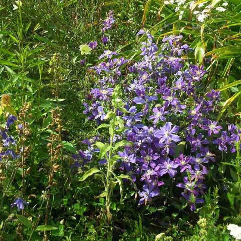 Clématite integrifolia Arabella à fleurs Bleue - feuillage Caduc - Pot de 3L - Echelle bambou 60/120 cm- hauteur à maturité De 1,00 m à 1,50 m
