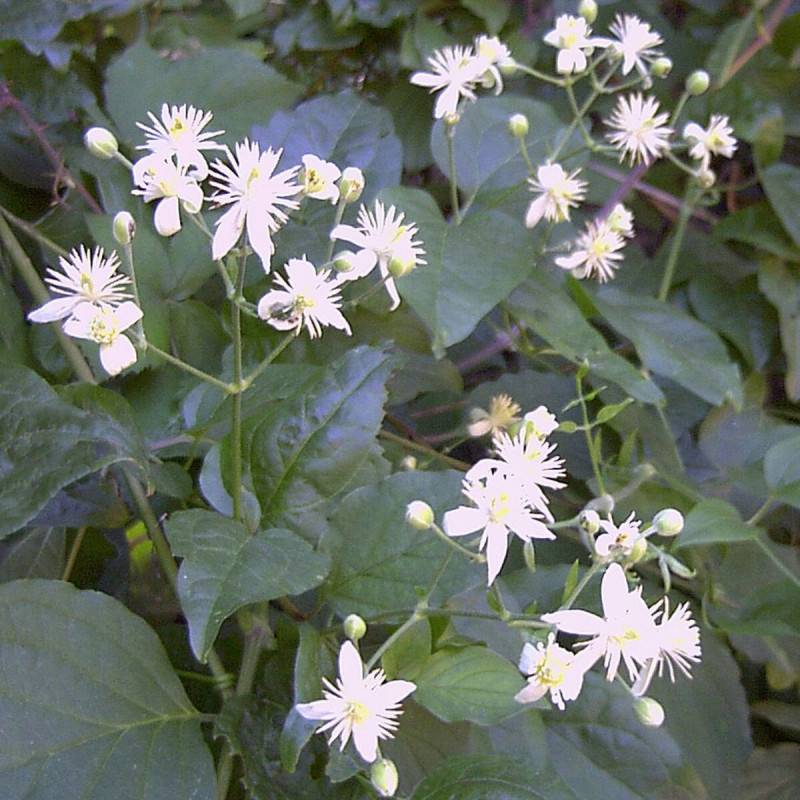 Clématite vitalba, Clématite des haies à fleurs Blanche - feuillage Caduc - Godet - 5/20 cm- hauteur à maturité De 5,00 m à 10,00 m