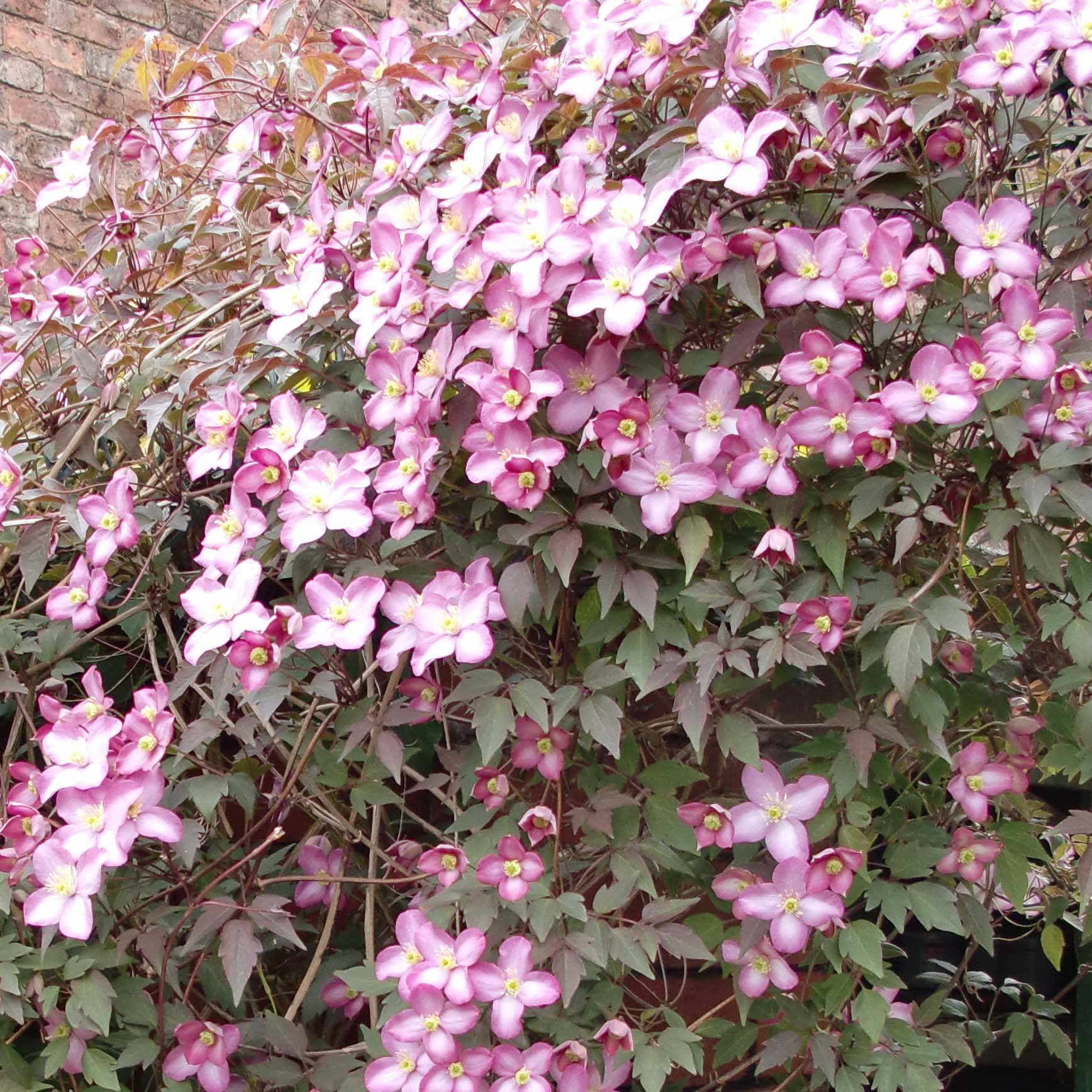 Clématite - Clematis montana Freda Pot de 2L/3L