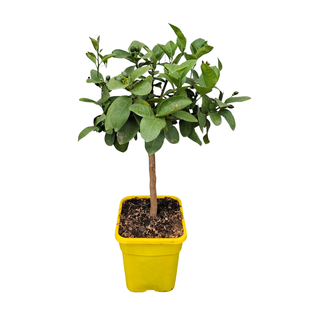 Citronnier Meyer - Pot carré de 5 litres, hauteur 40/60 cm