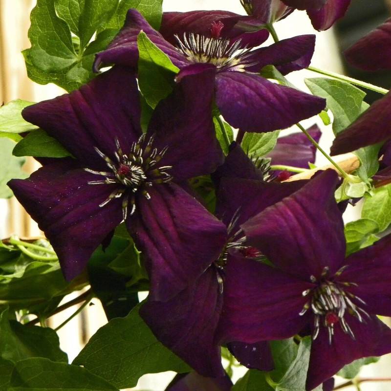 Clématite viticella Dark Eyes à fleurs Violette - feuillage Caduc - Godet - 5/20 cm- hauteur à maturité De 2,50 m à 3,00 m
