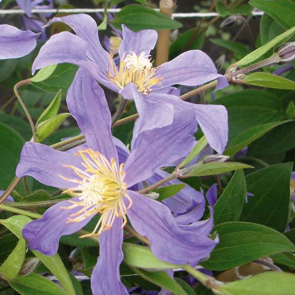 Clématite - Clematis Juuli Pot de 2L/3L