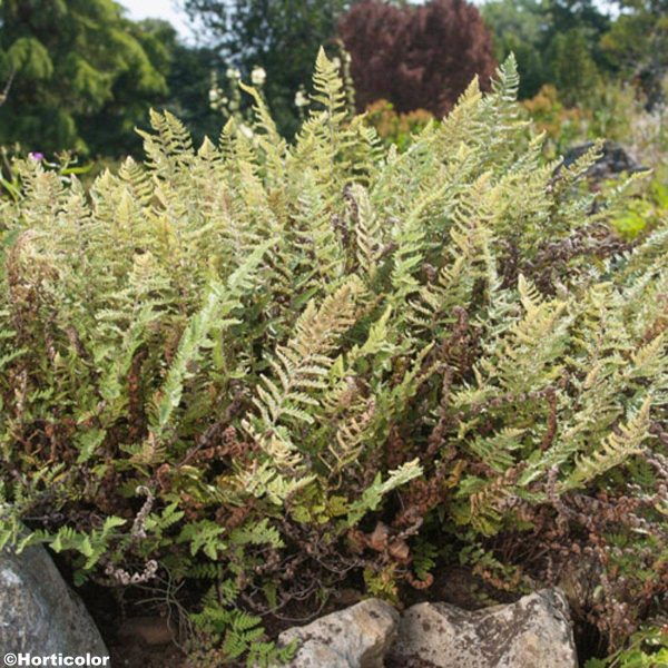 Cheilanthes lanosa – Fougère Godet de 8/9 cm Cheilanthes lanosa – Fougère Godet de 8/9 cm
