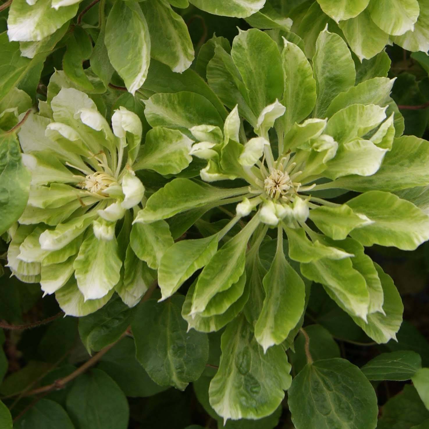 Clématite - Clematis Green Passion Pot de 2L/3L