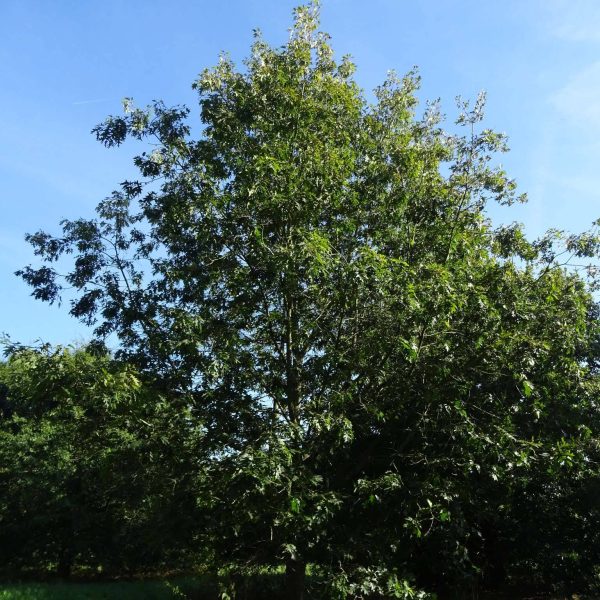 Chêne écarlate – Quercus coccinea Splendens Pot de 4L/5L Chêne écarlate – Quercus coccinea Splendens Pot de 4L/5L