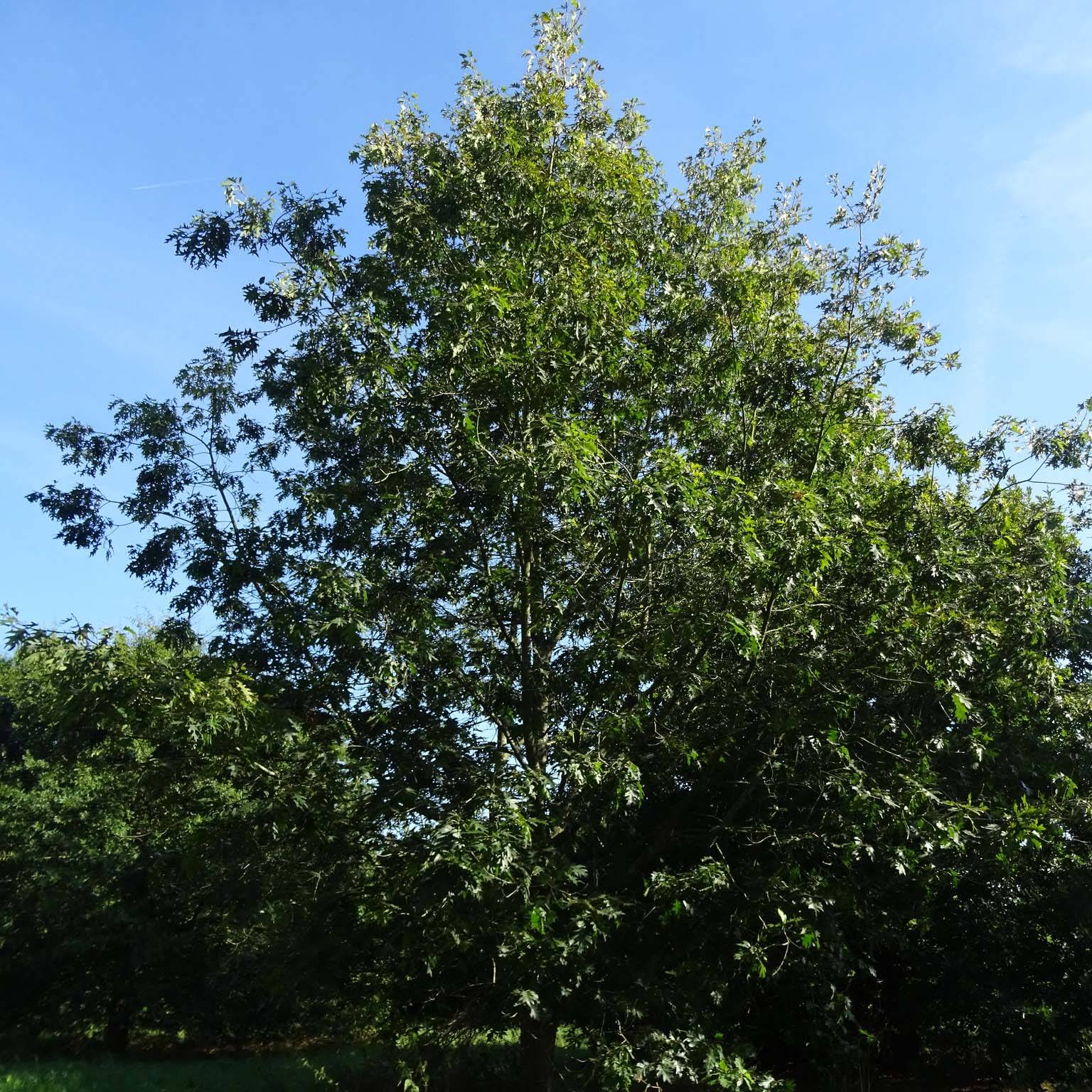 Chêne écarlate - Quercus coccinea Splendens Pot de 4L/5L