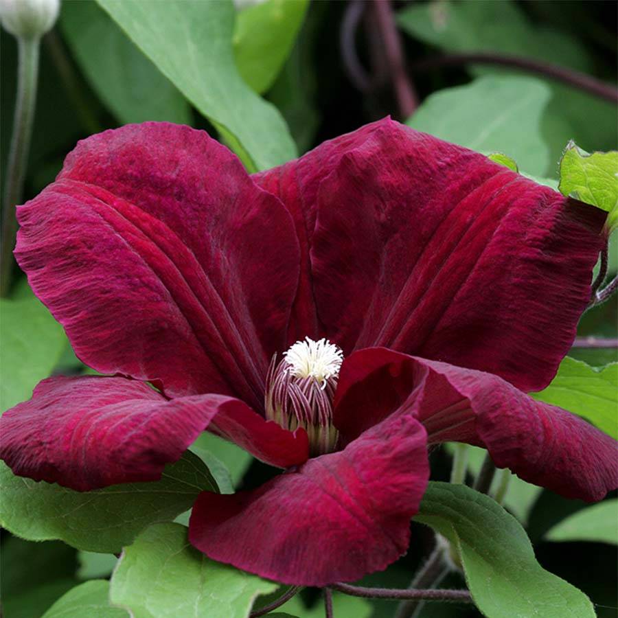 Clématite - Clematis Rouge Cardinal Pot de 2L/3L