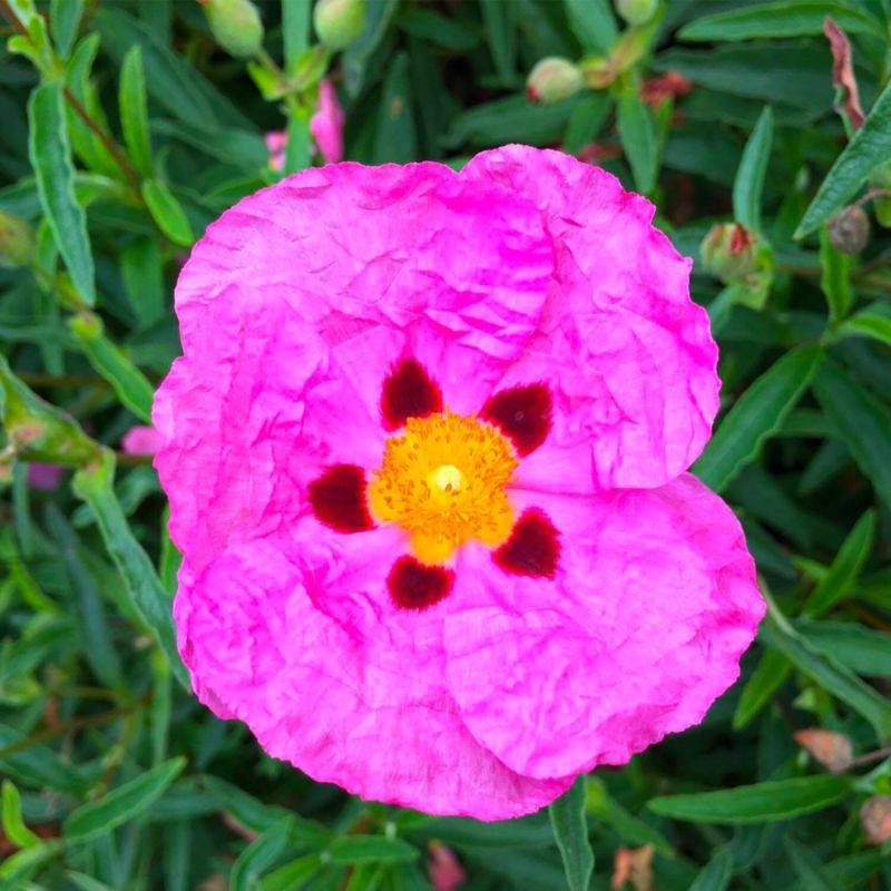 Ciste pourpre (Cistus purpureus) - Godet - Taille 20/40cm - Pépinières Naudet