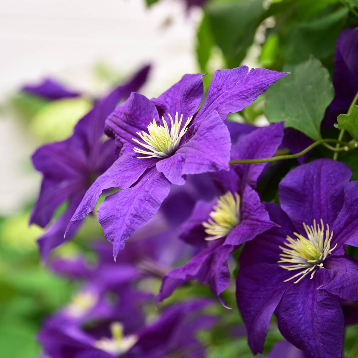 Clématite - Clematis viticella Aotearoa Pot de 2L/3L