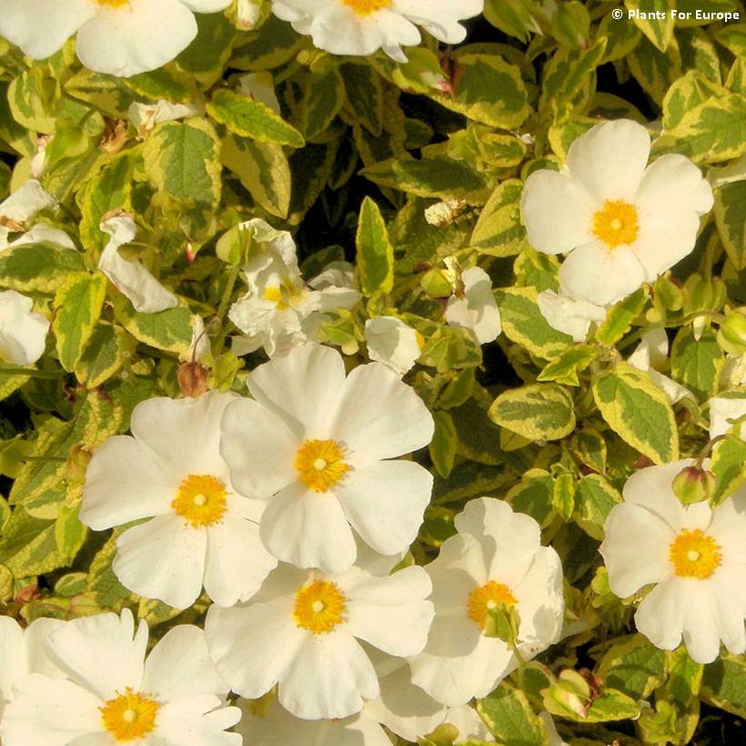 Cistus corbariensis Little Miss Sunshine - Ciste des Corbières Pot de 3L/4L