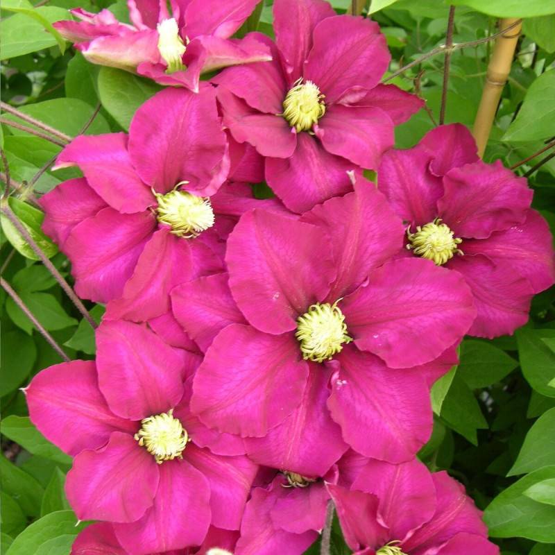 Clématite SUCCESS® Magenta 'Tra73' à fleurs Rouge - feuillage Caduc - Pot de 3L - Echelle bambou 60/120 cm- hauteur à maturité De 1,50 m à 2,00 m