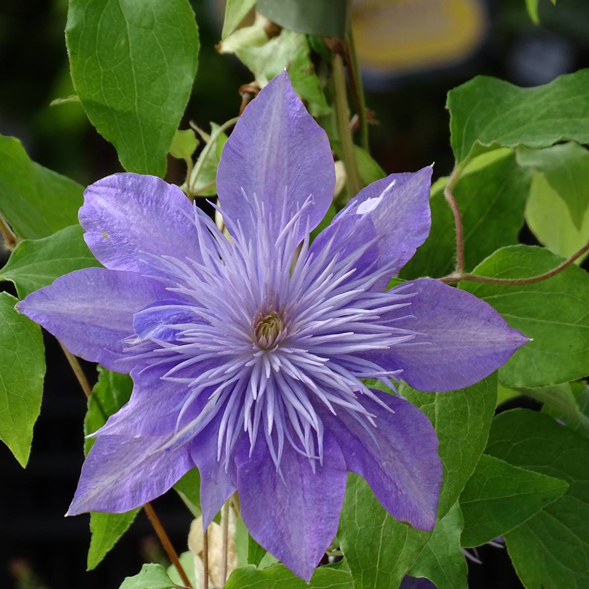 Clématite - Clematis Crystal Fountain Pot de 2L/3L
