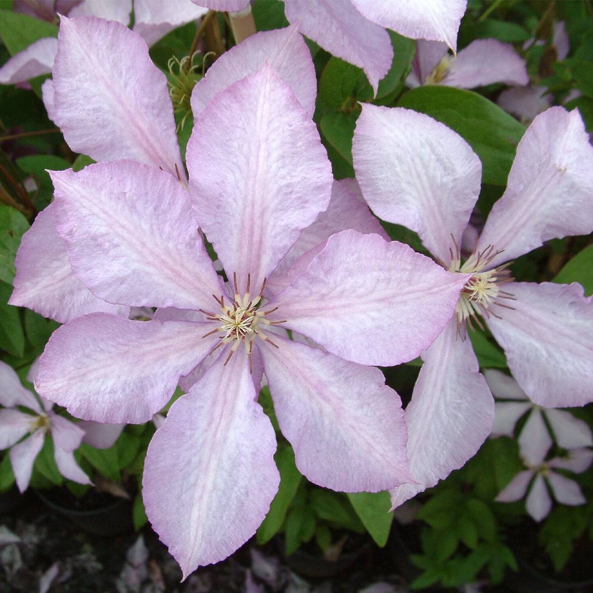 Clématite - Clematis Margaret Hunt Pot de 1,5L/2L