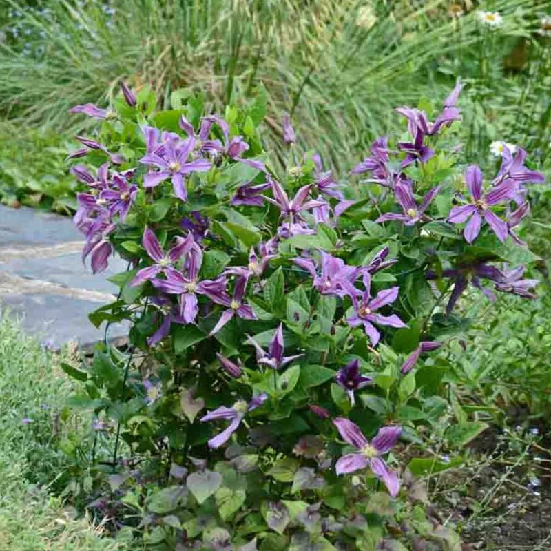 Clématite SAPHYRA® Estrella 'Cleminov27' à fleurs Violette - feuillage Caduc - Godet - 5/20 cm- hauteur à maturité De 1,00 m à 1,50 m