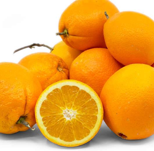 Citrus sinensis var.Navelate (orange la meilleure tout simplement) Pot de 9 litres -140/160 cm