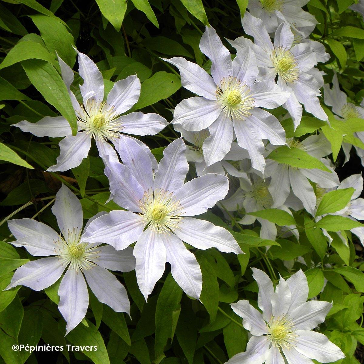 Clématite - Clematis Etoile Nacrée Pot de 2L/3L