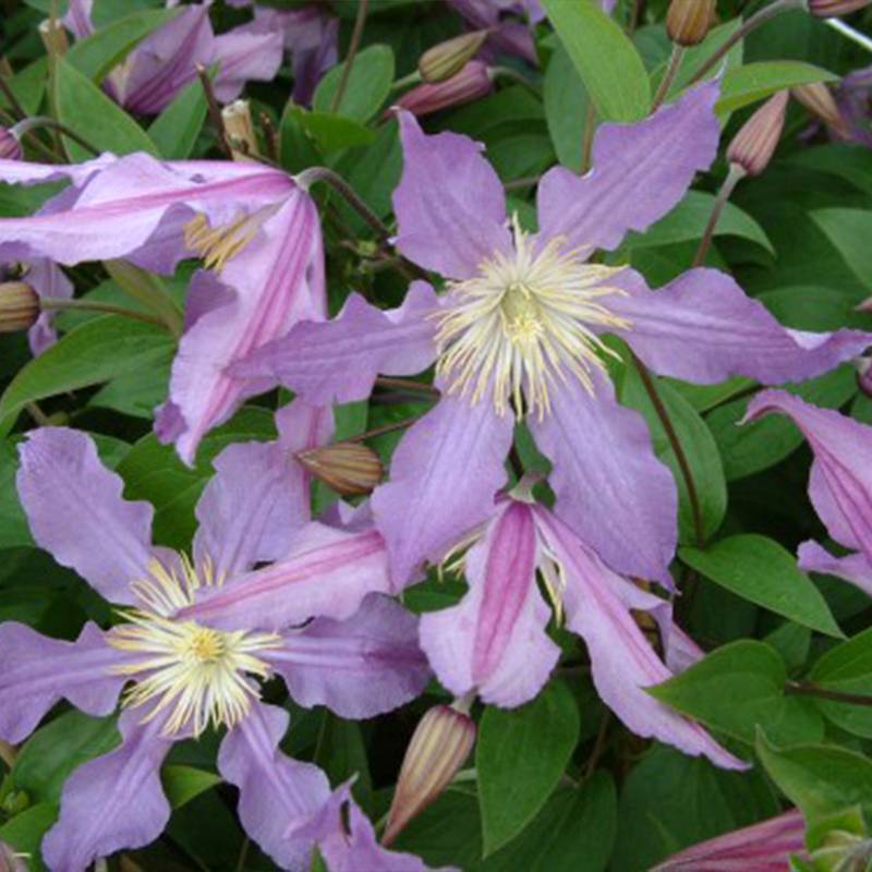 Clématite - Clematis diversifolia East River Pot de 2L/3L