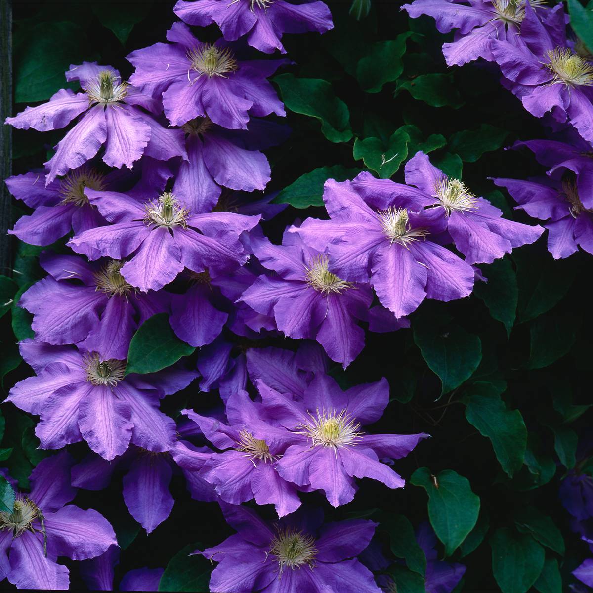 Clématite - Clematis Lasurstern Pot de 1,5L/2L