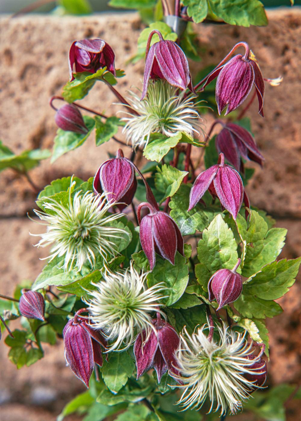 Clématite Amethyst Beauty™ 'Evipo043' à fleurs Violette - feuillage Caduc - Pot de 2L - Tuteur bambou 60/90 cm- hauteur à maturité De 2,50 m à 3,00 m