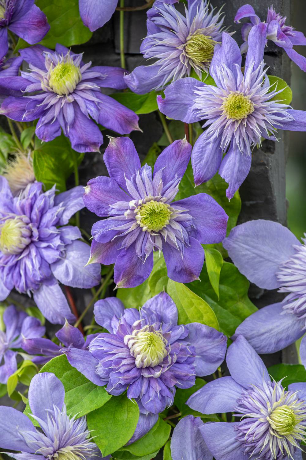 Clématite Blue Light® à fleurs Bleue - feuillage Caduc - Pot de 2L - Tuteur bambou 60/90 cm- hauteur à maturité De 2,00 m à 2,50 m
