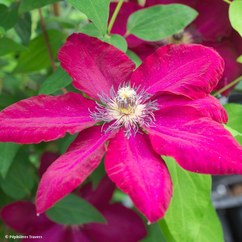 Clématite - Clematis Solidarnosc Pot de 2L/3L