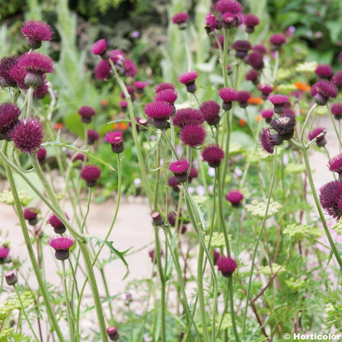Cirsium rivulare Atropurpureum - Cirse des rives Godet de 8/9 cm