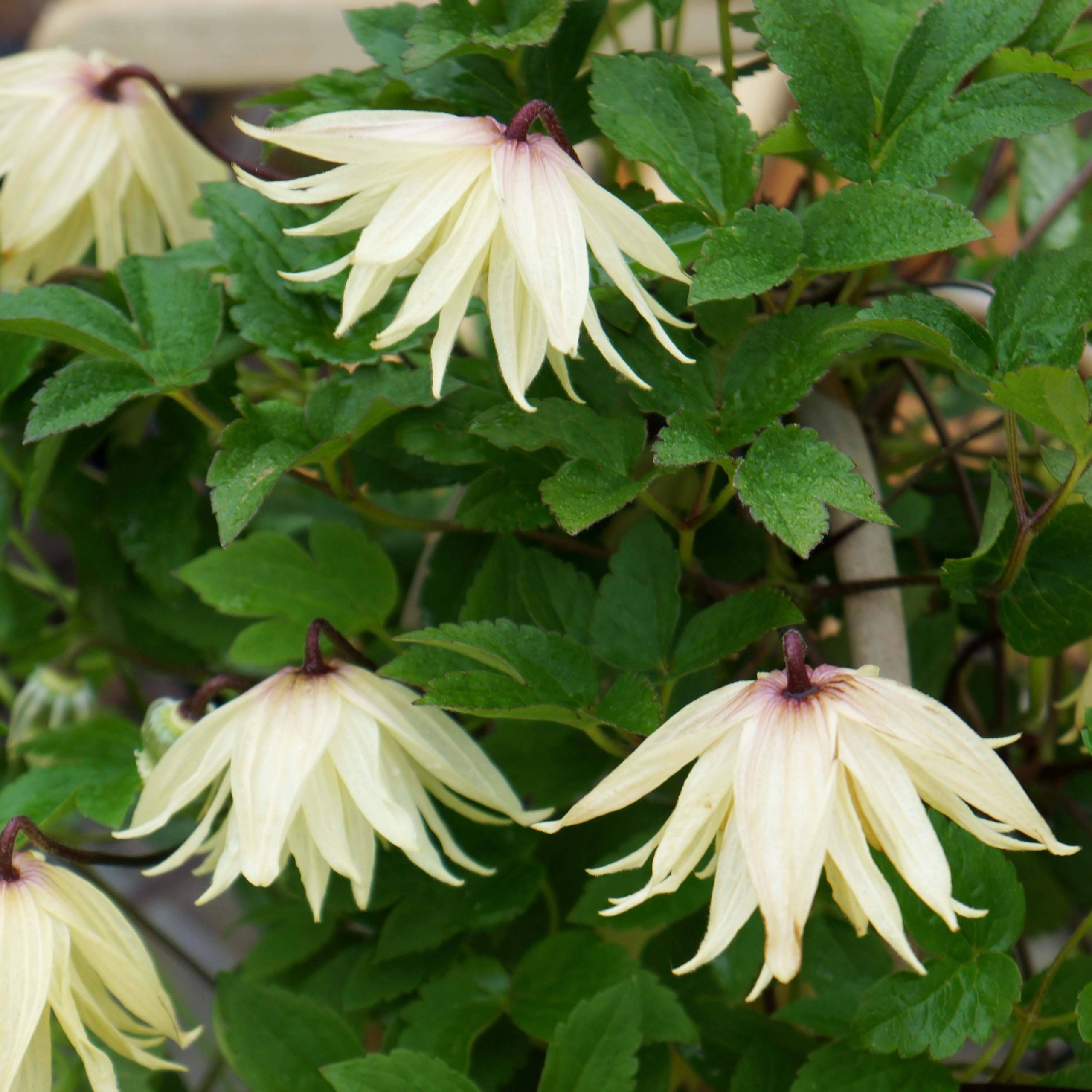 Clématite - Clematis koreana Amber Pot de 2L/3L