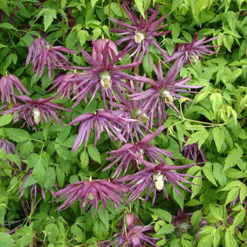 Clématite - Clematis Octopus Pot de 2L/3L