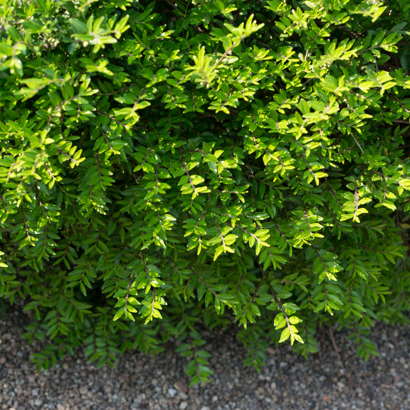 Chèvrefeuille à cupule - Lonicera pileata 50cm en pot - Fleur