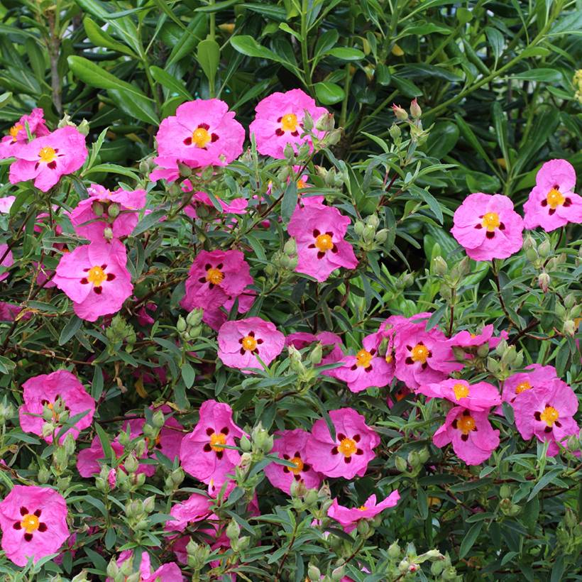 Cistus purpureus - Ciste pourpre Pot de 2L/3L