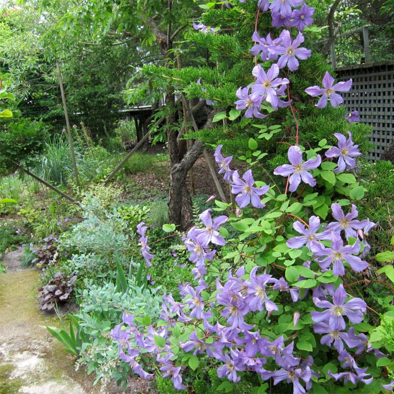 Clématite - Clematis Prince Charles Pot de 2L/3L