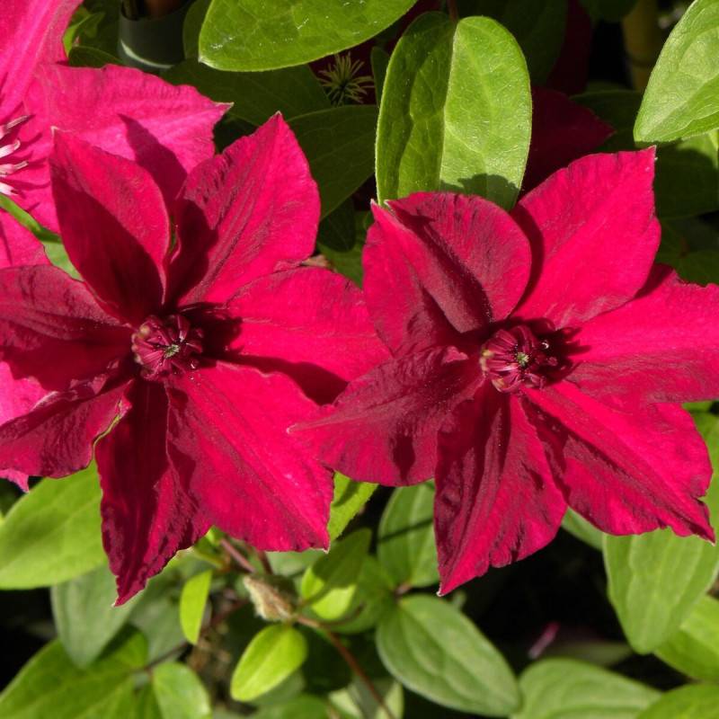 Clématite Perida à fleurs Rouge - feuillage Caduc - Godet - 5/20 cm- hauteur à maturité De 1,50 m à 2,00 m