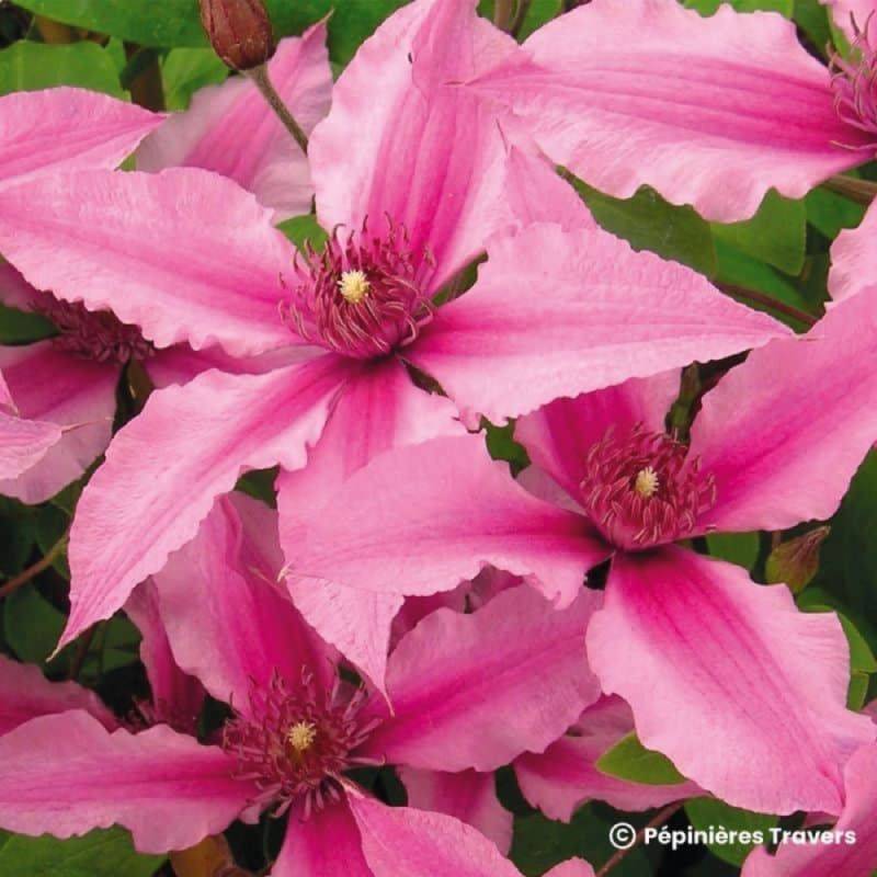 Clématite integrifolia SAPHYRA ® Duo Rose 'Cleminov29' (Clematis integrifolia SAPHYRA ® Duo Rose 'Cleminov29') - Conteneur 1,5L - Pépinières Naudet