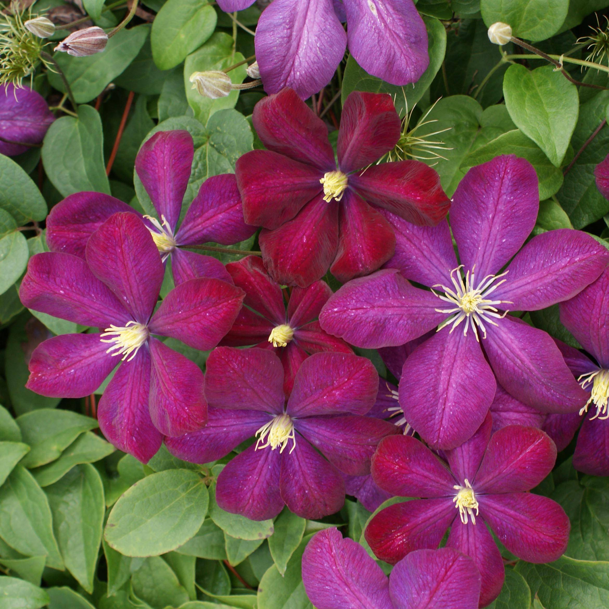 Clématite - Clematis Voluceau Pot de 2L/3L