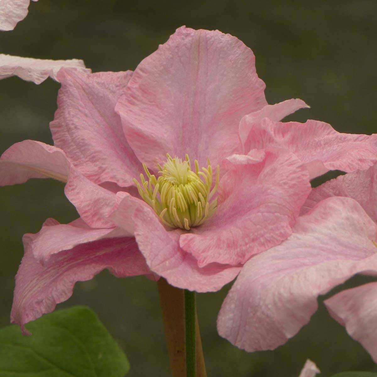 Clématite Pink Celebration Pot de 2L/3L