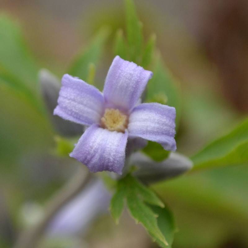 Clématite heracleifolia Côte d'Azur à fleurs Bleue - feuillage Caduc - Pot de 2L - Tuteur bambou 90 cm- hauteur à maturité De 1,00 m à 1,50 m