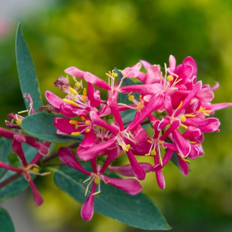 Chèvrefeuille arbustif Arnold Red, Lonicera à fleurs Rouge - feuillage Caduc - Godet - 5/20 cm- hauteur à maturité De 1,50 m à 2,00 m