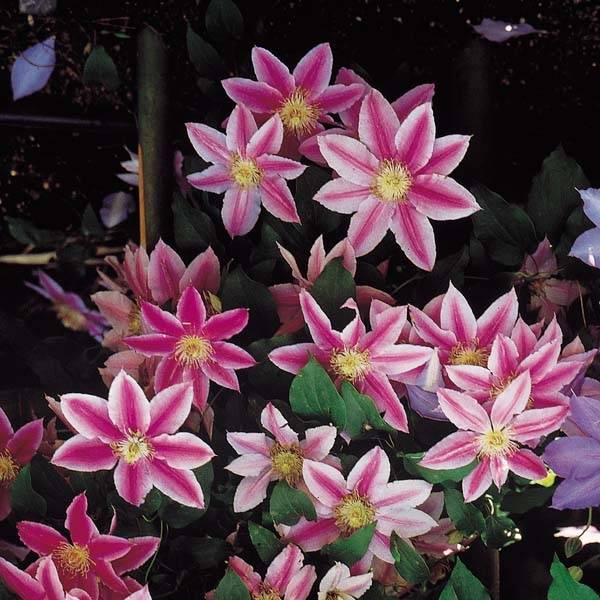 Clématite - Clematis Nelly Moser Godet de 8/9 cm