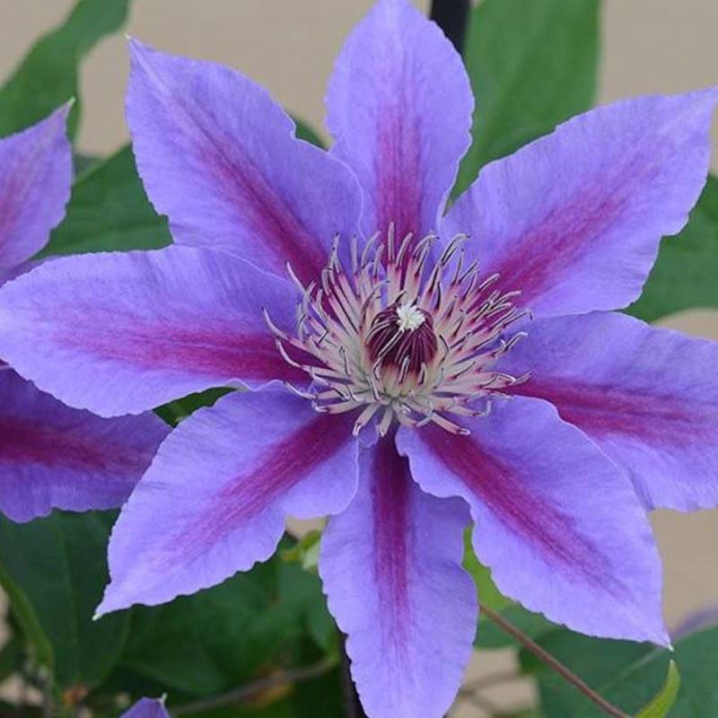 Clématite Ines™ 'Evipo059' à fleurs Bleue - feuillage Caduc - Pot de 3L - Echelle bambou 60/120 cm- hauteur à maturité De 1,00 m à 1,50 m