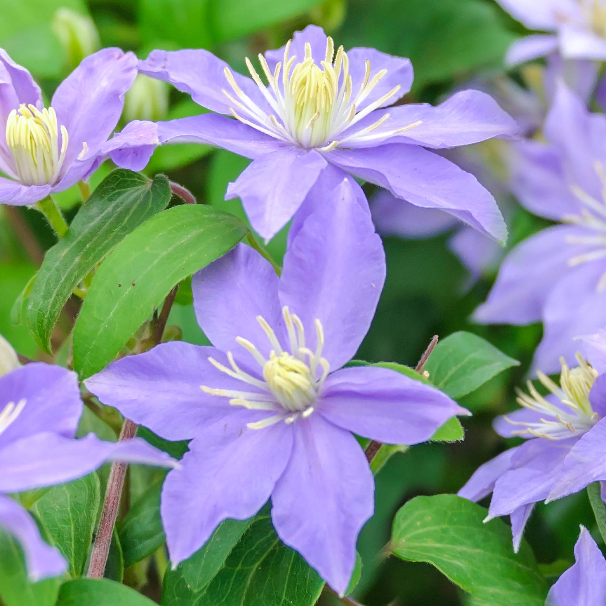 Clématite Justa plante de vigne grimpante à fleurs bleues et feuilles caduques - GardenersDream