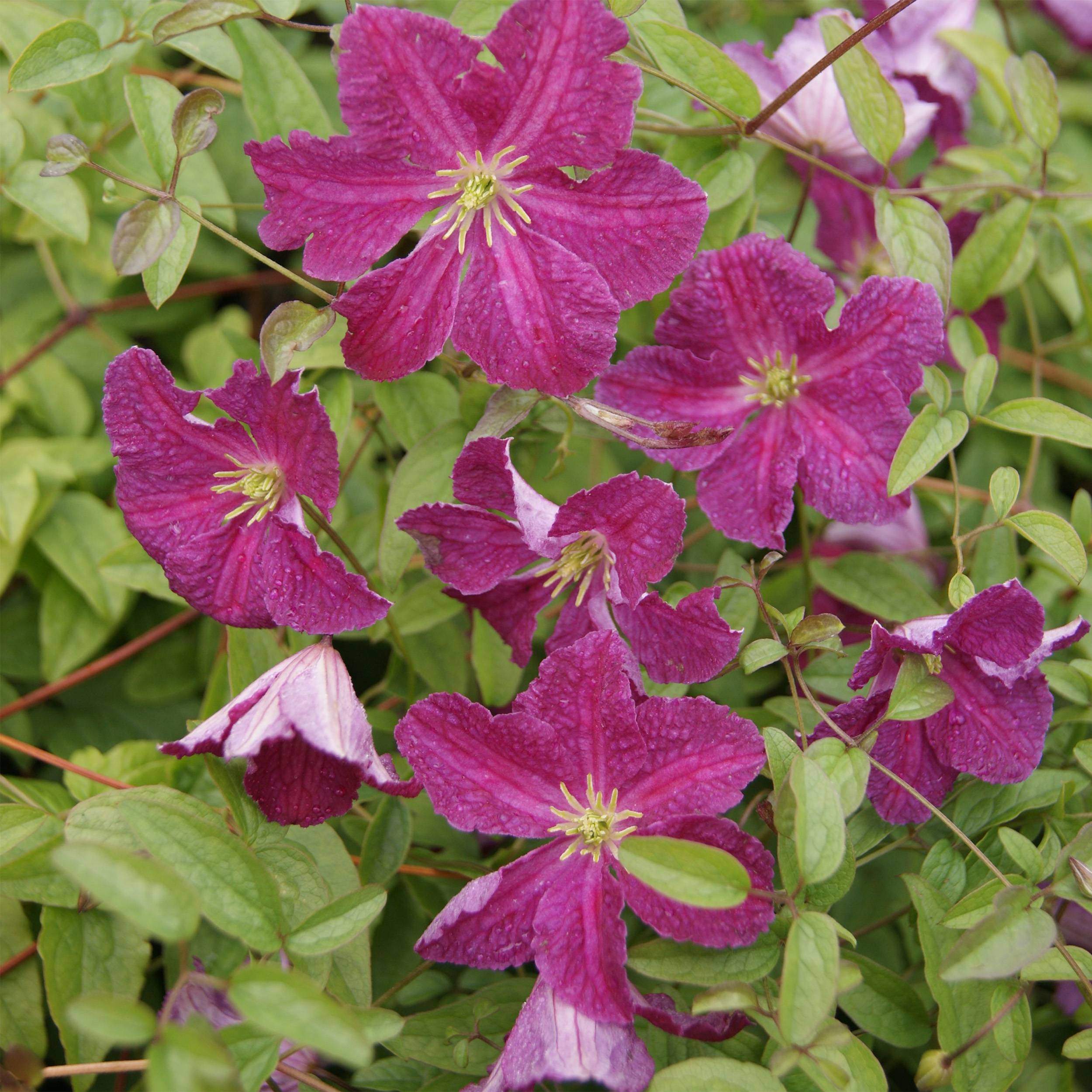 Clématite - Clematis viticella Abundance Pot de 2L/3L