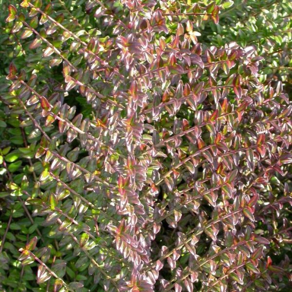 Chèvrefeuille arbustif, Lonicera à feuilles de buis – Pot de 3L – 20/40 cm Chèvrefeuille arbustif, Lonicera à feuilles de buis – Pot de 3L – 20/40 cm