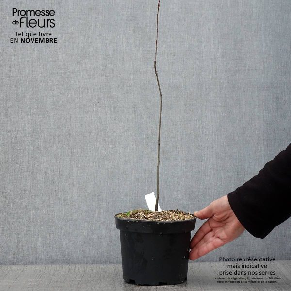 Chêne des marais – Quercus palustris Pot de 3L/4L