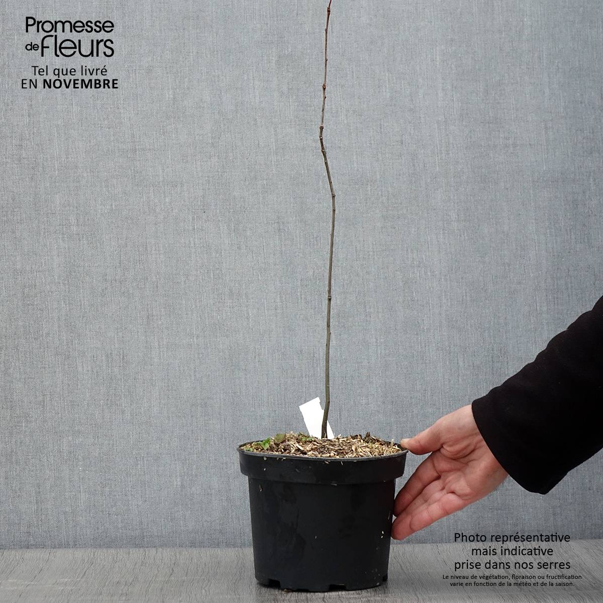 Chêne des marais - Quercus palustris Pot de 3L/4L