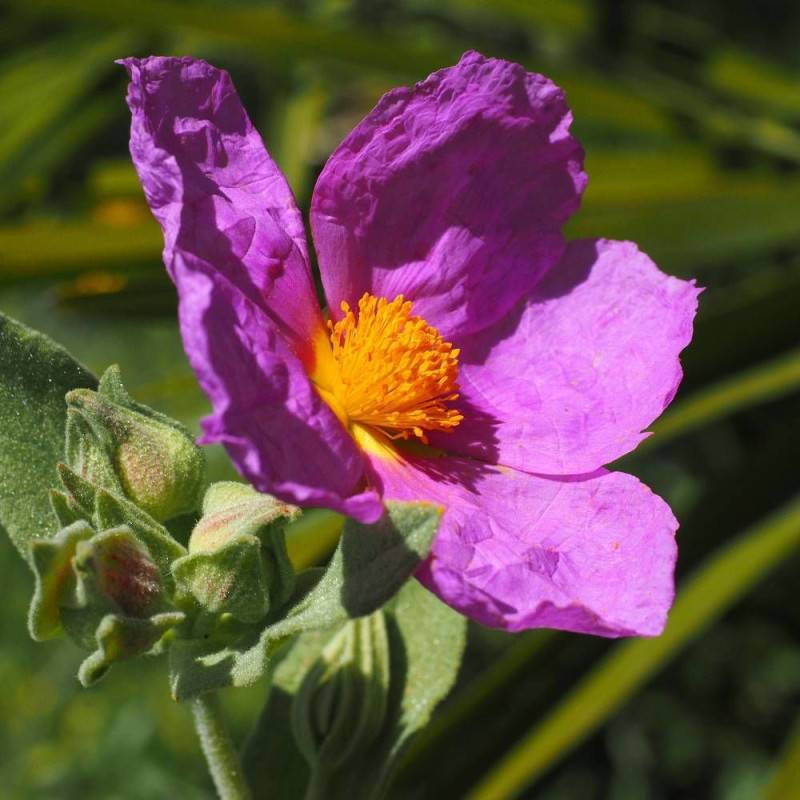 Ciste pourpre, Cistus à fleurs Rose - feuillage Persistant - Pot de 3L - 20/40 cm- hauteur à maturité De 0,50 m à 1,00 m