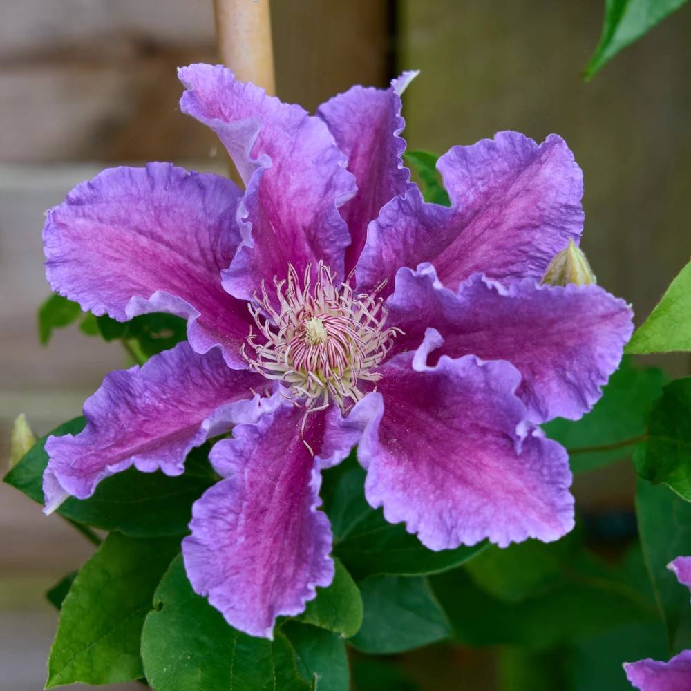 Clématite Baroness Fookes™ 'EviGsy156' à fleurs Rose - feuillage Caduc - Pot de 1,5L - Tuteur bambou 30/60 cm- hauteur à maturité De 1,00 m à 1,50 m