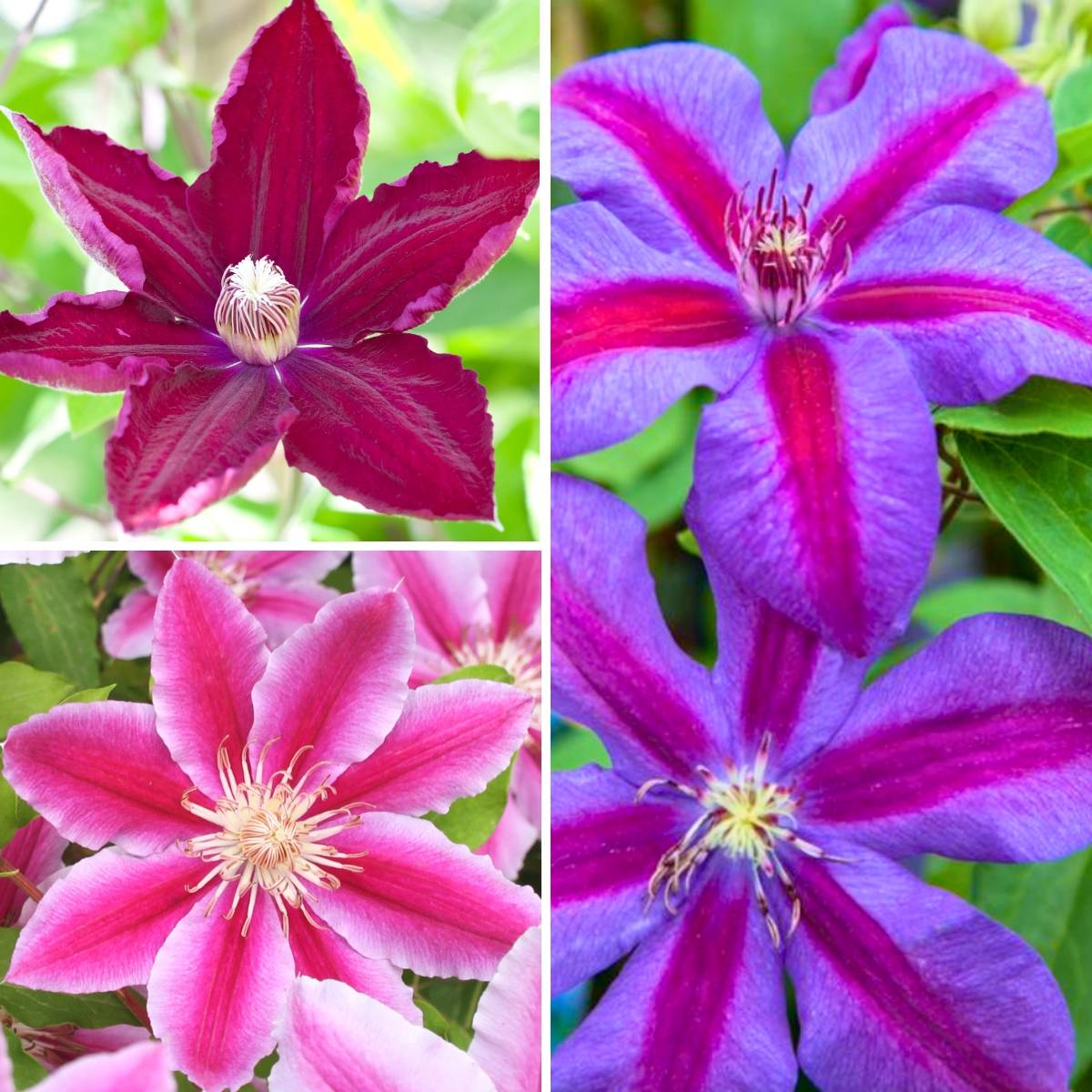 Clématite - Clematis Three Sisters trio rouge Pot de 6L/7L