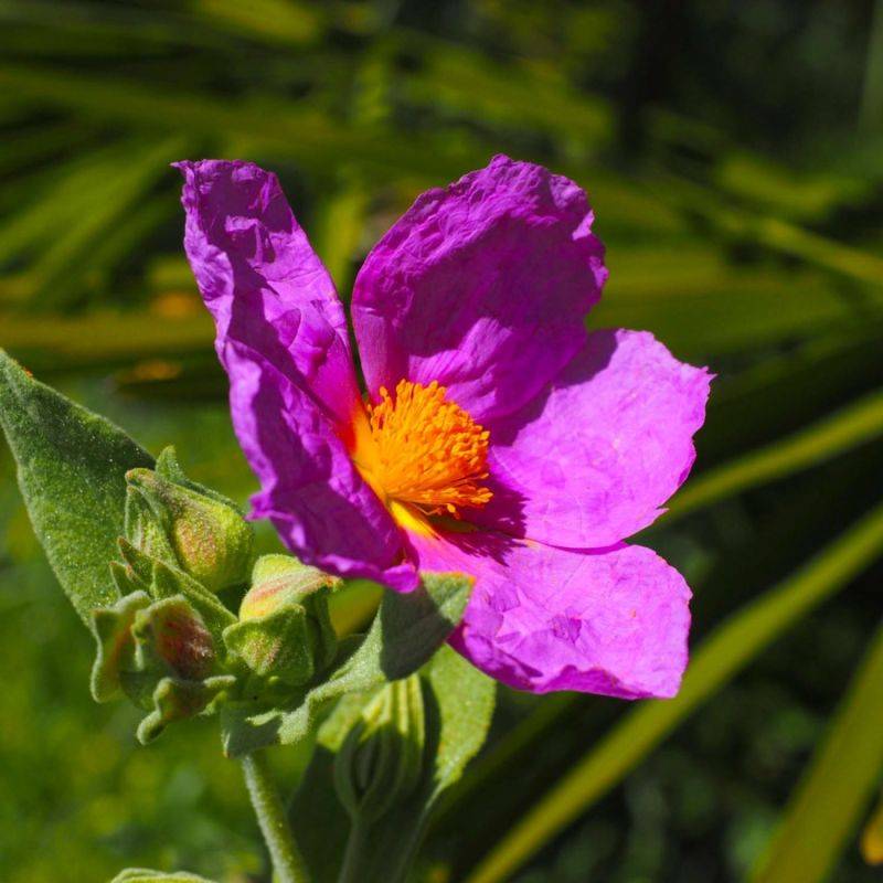 Ciste cotonneux (Cistus albidus) - Godet - Taille 20/40cm - Pépinières Naudet